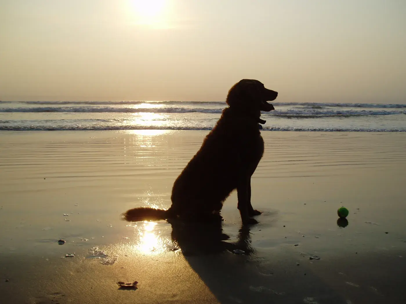 Hond strand Sint Idesbald Koksijde